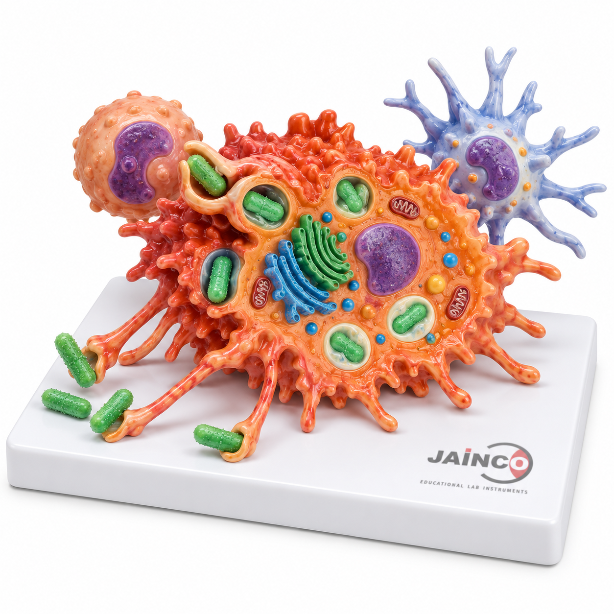 Mononuclear Phagocyte System Model